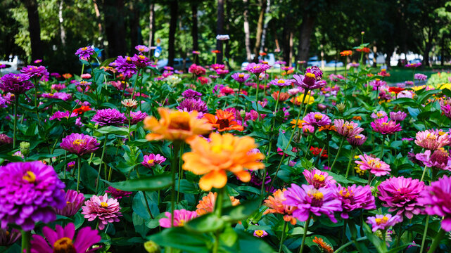 Close‑up of many bright pink and yellow zinnia flowers against a soft bokeh background. A bright pink zinnia flower in a summer garden.