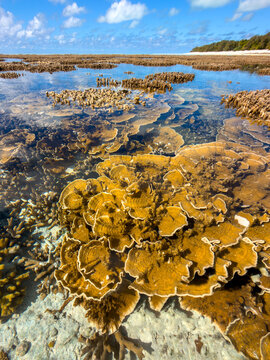 Shallow coral formations visible through clear tropical water at low tide on Heron Island, Queensland, Australia.