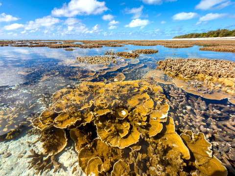 Shallow coral formations visible through clear tropical water at low tide on Heron Island, Queensland, Australia.