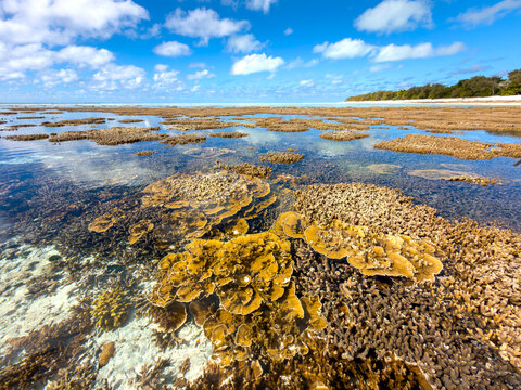 Shallow coral formations visible through clear tropical water at low tide on Heron Island, Queensland, Australia.