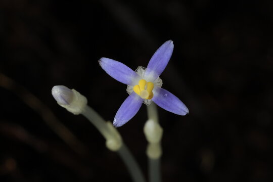 Exacum nanum in Gentianaceae family, typically found growing on the forest floor of moist montane forests where there is a thick accumulation of fallen leaves
Krathing Waterfall national park,THAILAND