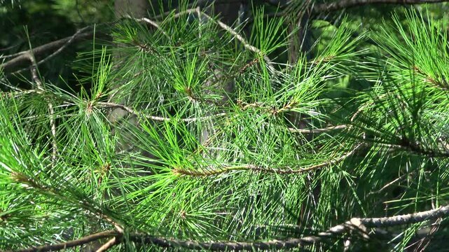 Sunlit Pine Needles and Branches Close-Up