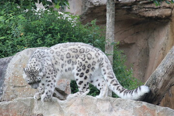 snow panther in a zoo in france  © frdric