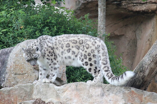 snow panther in a zoo in france 