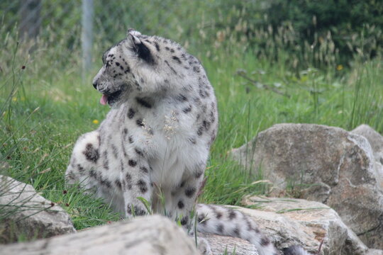 snow panther in a zoo in france 