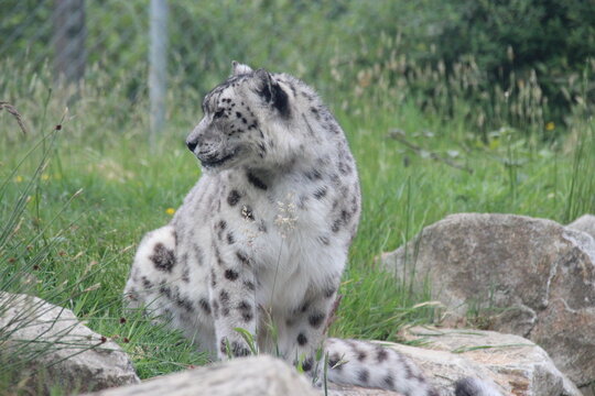 snow panther in a zoo in france 
