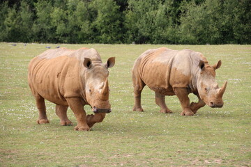 white rhinoceros in a zoo in france  © frdric