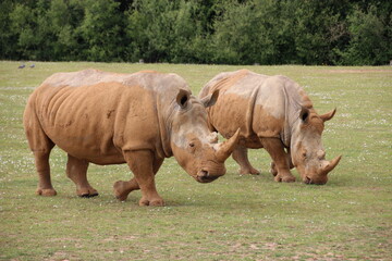 white rhinoceros in a zoo in france  © frdric
