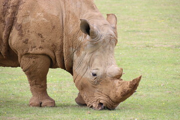 Fototapeta premium white rhinoceros in a zoo in france 