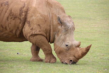 white rhinoceros in a zoo in france  © frdric