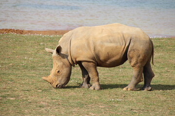 Fototapeta premium white rhinoceros in a zoo in france 