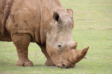 white rhinoceros in a zoo in france  © frdric