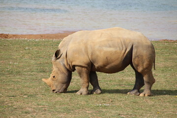 white rhinoceros in a zoo in france  © frdric