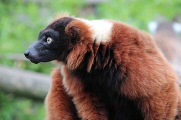 Obraz premium red ruffed lemur in a zoo in france 