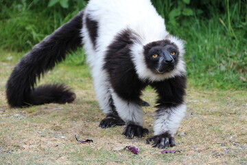 Obraz premium black and white ruffed lemur in a zoo in france 