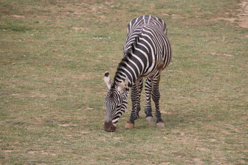grant's zebra in a zoo in france  © frdric
