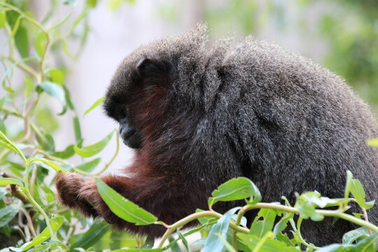 coppery titi monkey in a zoo in france 