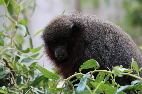 coppery titi monkey in a zoo in france 