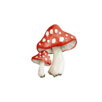 fly agaric mushroom