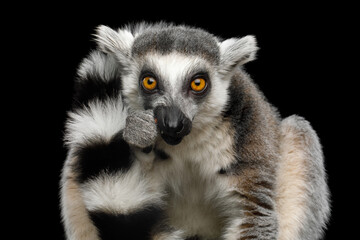 Fototapeta premium Ring-tailed lemur portrait facing camera isolated on black background