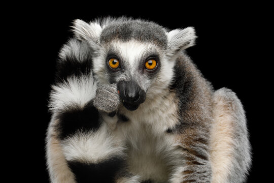 Ring-tailed lemur portrait facing camera isolated on black background