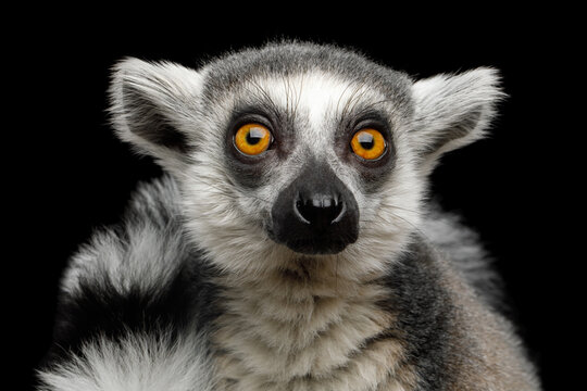 Ring-tailed lemur close-up portrait staring directly at camera isolated on black background