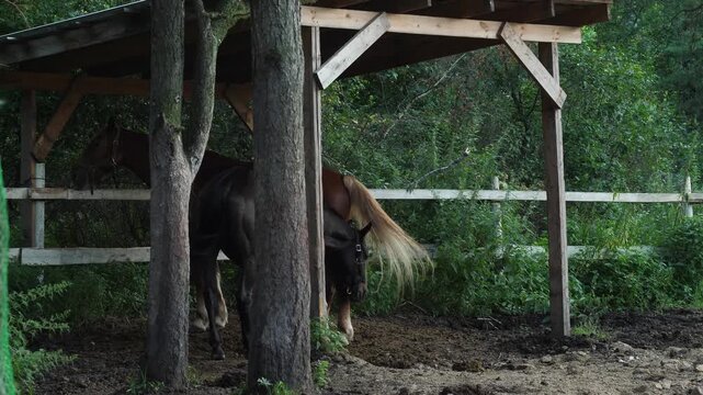 Horses rest under a wooden shed in an outdoor paddock surrounded by trees. Domestic animals stand in the shade to escape the heat on a sunny day