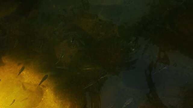 small fish swimming upstream