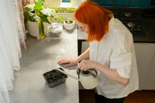 Top view of a 70-year-old woman with red hair gently watering her seedlings with a can. The image highlights her delicate touch in plant care. Grandma tending to new life.