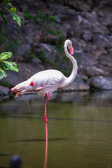 The Great Flamingo's full posture, standing gracefully on one leg by the water, its curved neck and pink feather details... © paul
