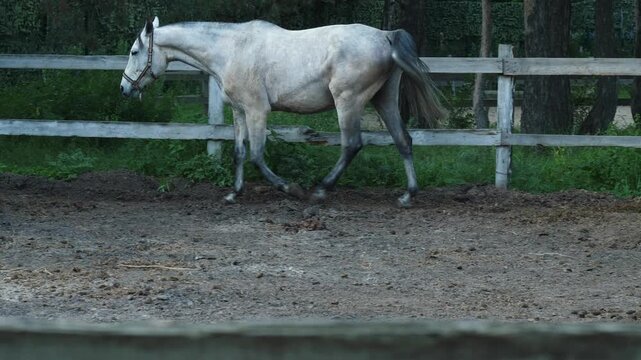A grey horse in a bridle walks calmly across a sandy paddock along a wooden fence. The majestic equine is exercising at the equestrian farm arena with green trees in the background.