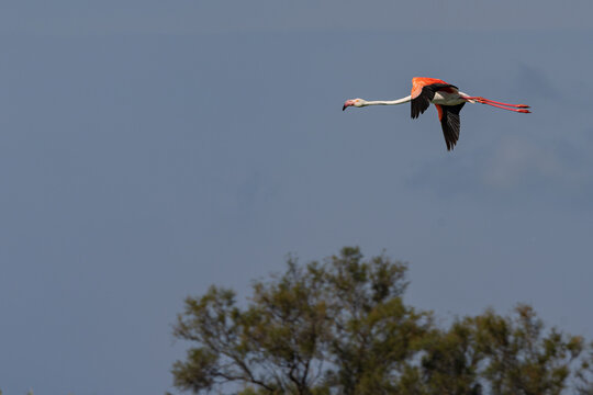 Greater flamingo (Phoenicopterus roseus) flying over a lagoon in the Camargue, France.