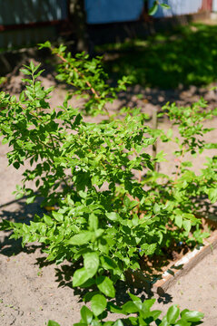Young green bush growing in a sunny garden patch