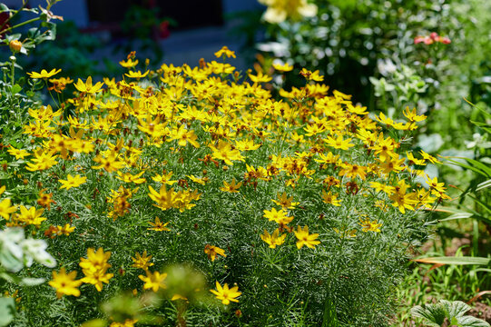 Vibrant yellow coreopsis flowers blooming in a sunny summer garden