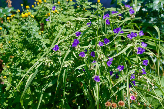Vibrant purple spiderwort flowers blooming in a lush green summer garden with yellow accents
