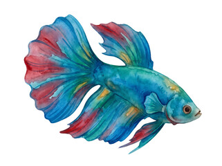 Fototapeta premium Colorful Betta Fish Watercolor Illustration with Blue Red Flowing Fins