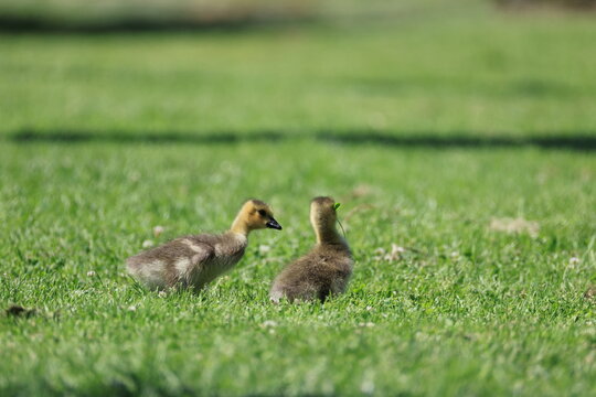 The Canada goose (Branta canadensis) in Los angeles
