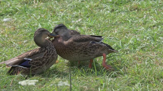 Mallard Ducks (Anas platyrhynchos) fightin on land. August, Kent, UK [Slow motion x4]