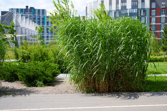 Green ornamental grass growing in a modern urban park near residential buildings