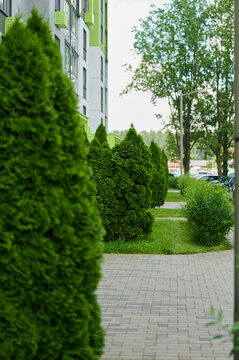 Modern apartment complex courtyard featuring paved walkways, green arborvitae shrubs, and manicured lawns.