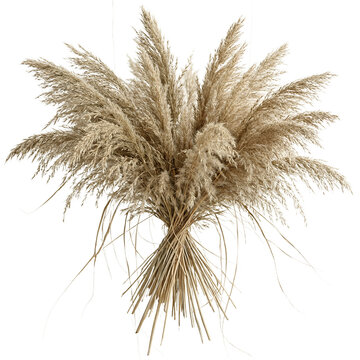Switchgrass panicle bundle (Panicum virgatum) with feathery beige seed heads arranged on a transparent background