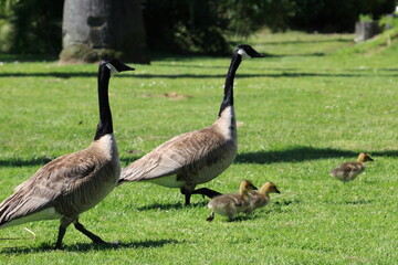 The Canada goose (Branta canadensis) in Los angeles © feathercollector