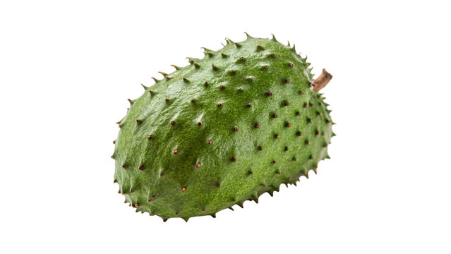 Single whole raw green soursop guanabana tropical fruit isolated on transparent background