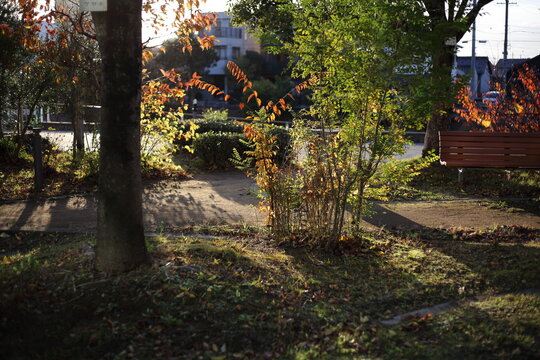 紅葉した公園の灌木に西日があたる風景
