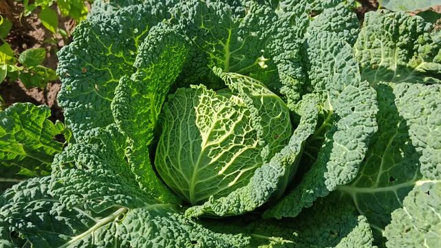 Lush green vegetables including kale growing in a healthy garden. cabbage in the garden