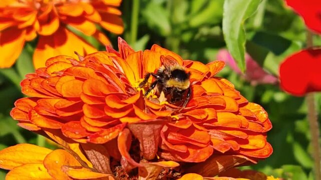 Bumblebee collects flower nectar at sunny day. Bumble bee in macro shot in slow motion. red and yellow flowers