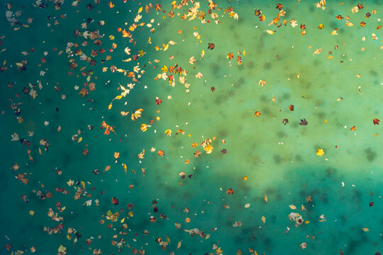 Aerial view of colorful autumn leaves floating on the turquoise water of a swimming pool in Belgrade, Serbia.