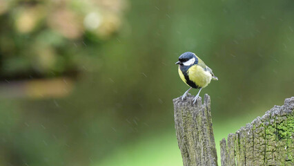 Great Tit perched on weathered wooden post in rain, Ireland © Banu