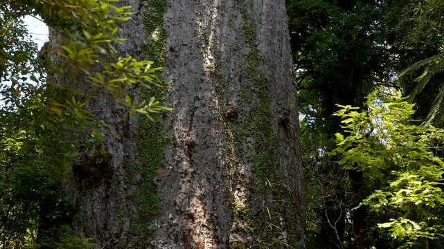 Plant growth on bark of massive ancient Tane Mahuta Kauri tree in Waipoua Forest