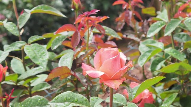 Delicate pink and white rose seedlings sprout from callused stems amidst lush green leaves